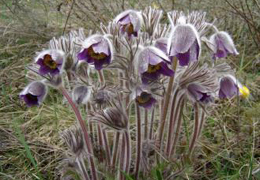 ���������� ��� �����������