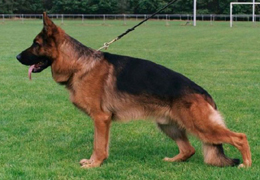 ���� ����� �������� ������