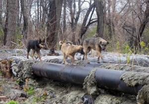 ����� ��������������� � ���������������� ���������