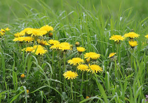 ������� ������ �� ���: �����, ������ � ������ ����