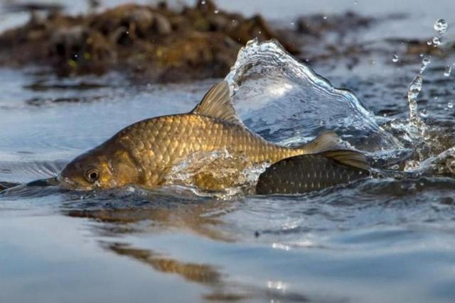 �� ���������������� ����������� ��������� �� ����� ����