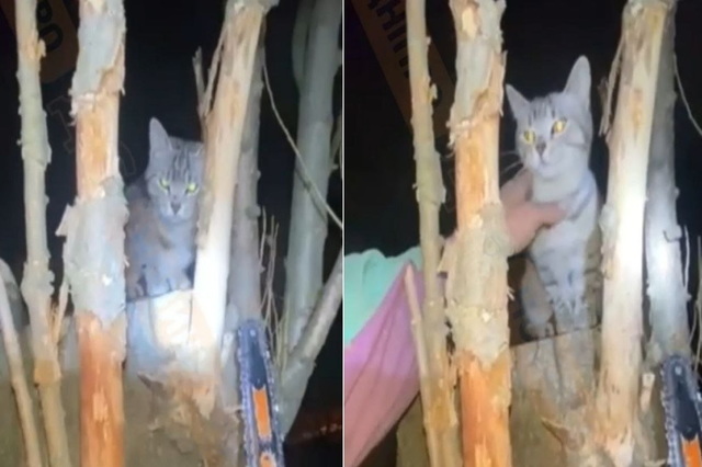 Мяукал четыре дня: жительница Днепра наняла альпиниста, чтобы спасти кота с дерева