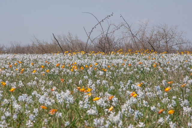 �� ���������������� ������� �������� �� ������� ����� �������