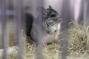 ���������� ������. �� ������������� ����������� ������������ 20 �������, ������� ���������� � ������� ���������