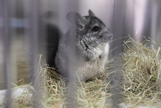 Евакуйовані шиншили. Суспільне Дніпро/Юрій Тинний «Состояние плохое». Из прифронтового Покровского эвакуировали 20 шиншилл, которые находились в «черном» питомнике