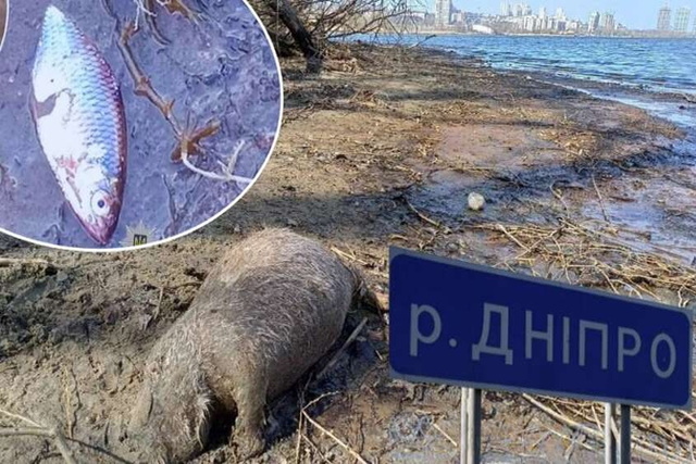 Фото: колаж порталу Загибель риби та нутрії на Перемозі у Дніпрі: що кажуть експерти