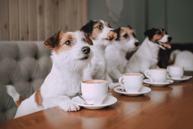 В Днепре открыли рet-friendly кафе-читальню, куда можно прийти с домашними питомцами