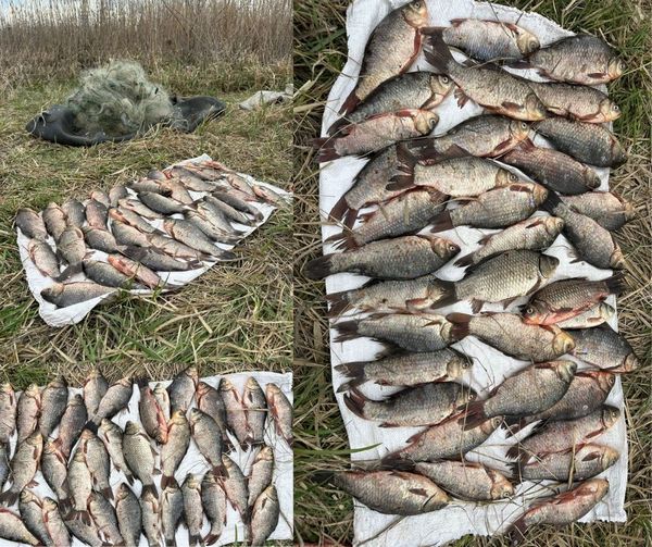 рибпатруль, вилучена риба, нерест, Дніпропетровщина Ущерб на более 56 тыс. грн. На реке Мокрая Сура обнаружили мужчину, который вылавливал рыбу сетками