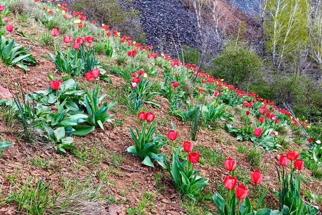 �� ������� ������������ ���� ����� ����-���