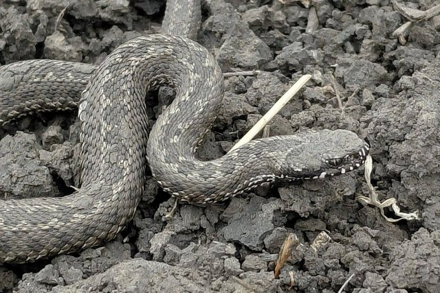 Гадюка степова. Facebook/Tatyana Sharova На Дніпропетровщині прокинулися отруйні гадюки: чим вони небезпечні та як захиститися