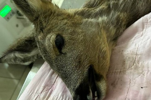 ������� ������ �� �������-������� ������. �� ���������������� ������� ������, ��� ������� ����� ������