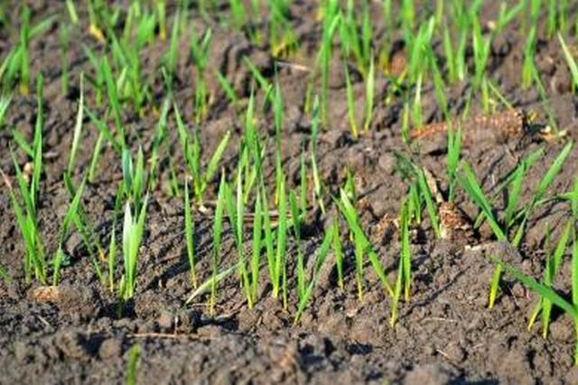 Середня за першу декаду квітня температура повітря на Дніпропетровщині була на 1-2° вище за норму