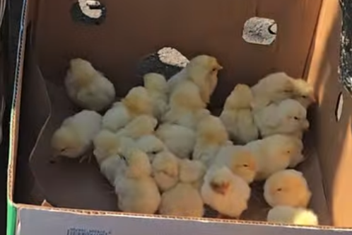 На корм животным приюта «Пегас Днепр» отдали 400 живых цыплят
