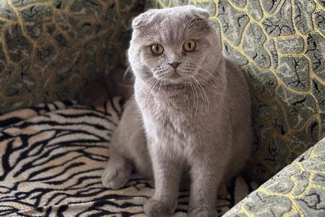 ���������� � ������ ��������-�������� ���� ����� ������