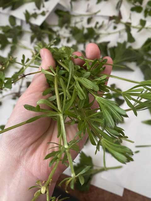 �������� ���� ����������� �������� �������� �������� ������