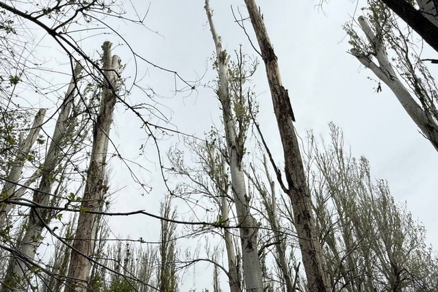 � ������� �� ���������������� �������� ������� ������ � �������� ����: ��� ������� � ���������