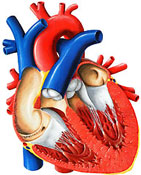 ������ - � ���������� ������� ������