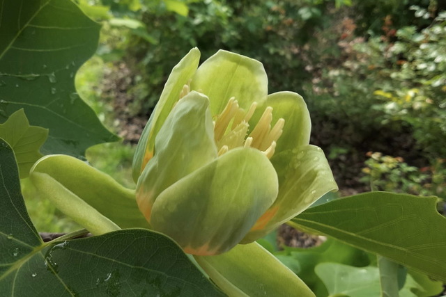 В Ботсаду ДНУ зацвело редчайшее тюльпановое дерево