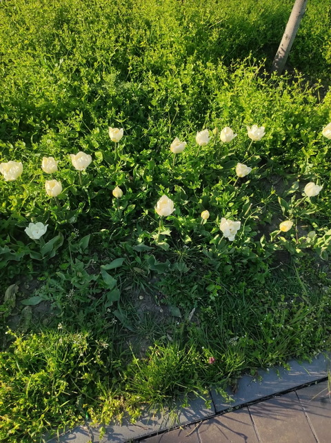 � ����������� ������ ������ � ������ ������� � ��������