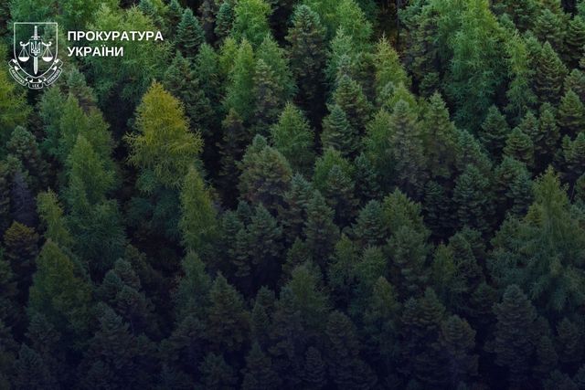 Завдяки втручанню прокуратури ділянку площею 33 га самозаліснених земель у Криворізькому районі визнано територією лісового фонду
