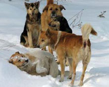 ����������������� ����������� ������ �������� 