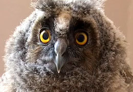 � ������������ �������� ������ ����