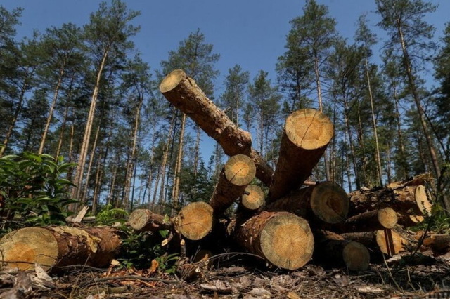 До бюджету Дніпра передали 2 мільйони гривень збитків від вирубки лісів