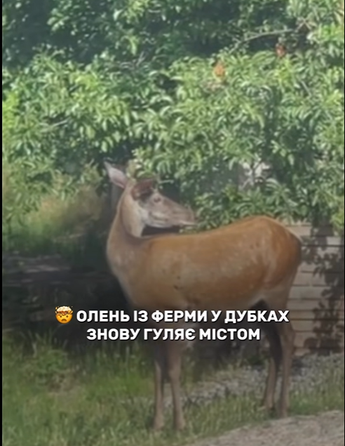 ������ ����� ���������� �����, �� ��� � ���������� �������� �����