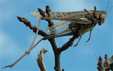 �� ����� ������� ����� �������