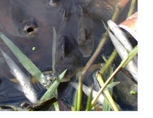 ���� ���������� �� ������ ����������