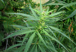 182 ����� ������� ������� � ������ ����������������� �����������