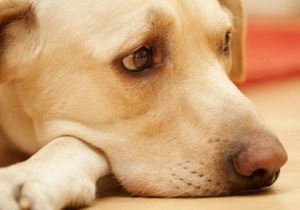 � ��������� ��������� �������� �������������� �� 300 ����� ������