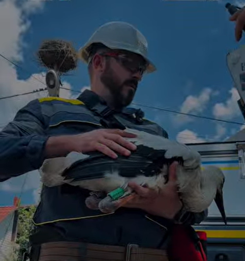 Енергетики Дніпропетровщини видали лелекам перші паспорти