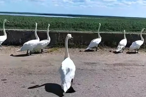 Десятки лебедей облюбовали обезлюдевшую дамбу под Никополем