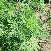 � ������ ���� �������� ��� ������ �������� ��������