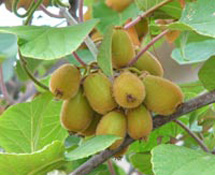 � ���������������� - ������ ����