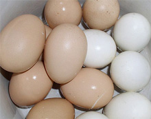 ������� ���� ����������