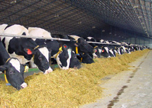 ������ �������� ������������ ��������������