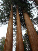 ������ ���������� ��������� ���� ������������ ������