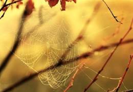 ����� � ������� �������� �� ������ �������� ��������