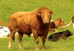 � ���������������� ������� ���� �������� ��������� �������