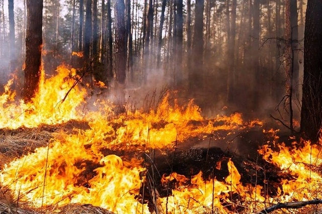 Понад 900 пожеж в екосистемах з початку літа зафіксували на Дніпропетровщині