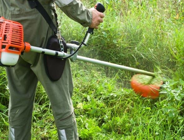 На боротьбу з амброзією в Дніпру планують виділити додаткові кошти