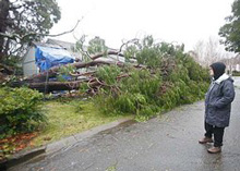 ������ ����� �������