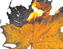 ̳���� ����� ����������������� �������� �������� �� ����������� ������ �����������