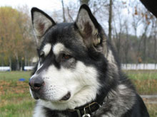 ����������! ����������� �������� � ������