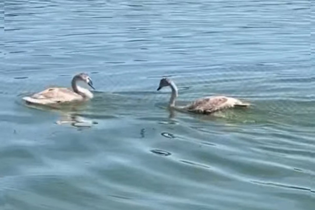 ��� ������� ������ �� ����������������