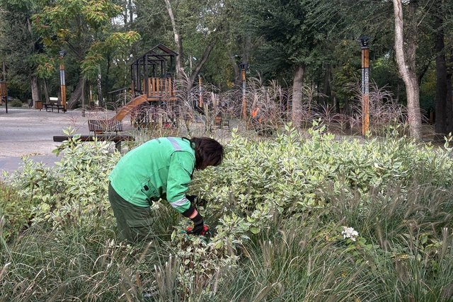 В Днепре планируют потратить на высадку деревьев и кустов 2,36 млн гривен