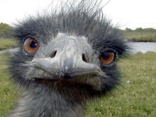 ������� ����� ����������� ���� ��� �� ��������� 