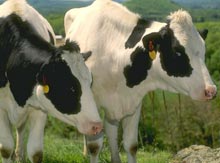 ������� ��������� ���� ���� �� ������, ������� � �����